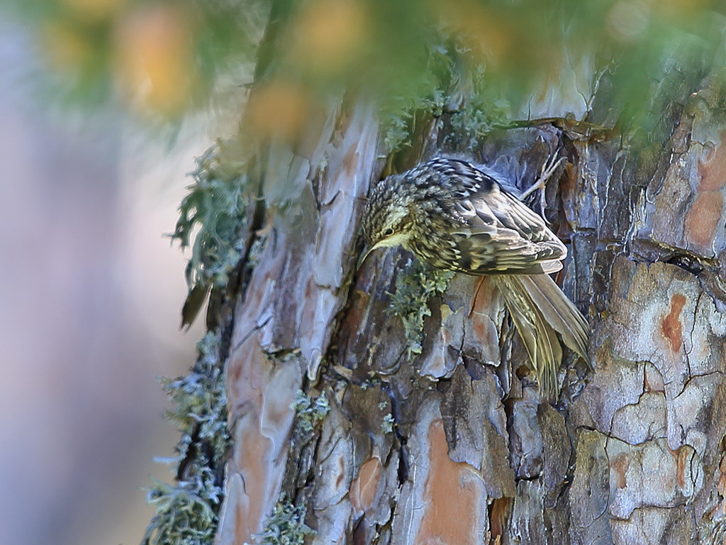 Eurasian Treecreeper