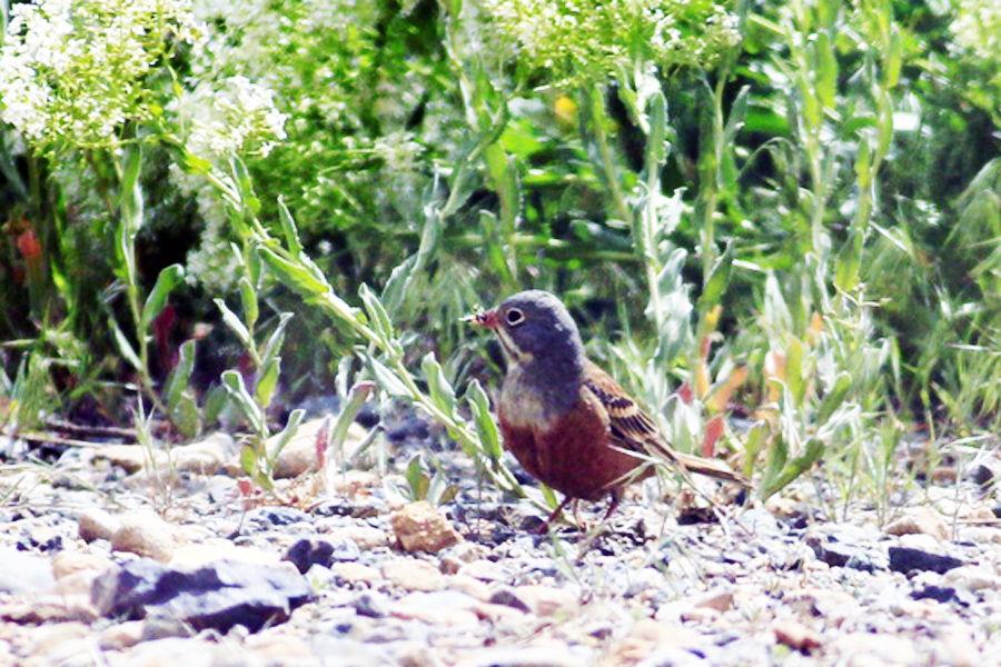Ortolan Bunting