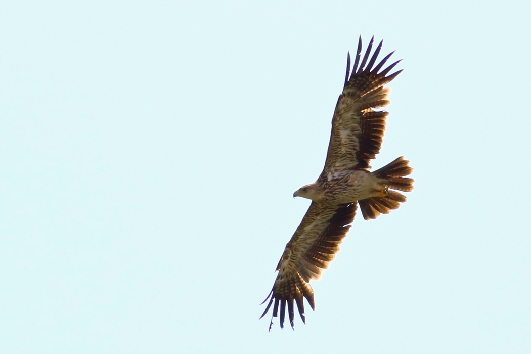 Eastern Imperial Eagle