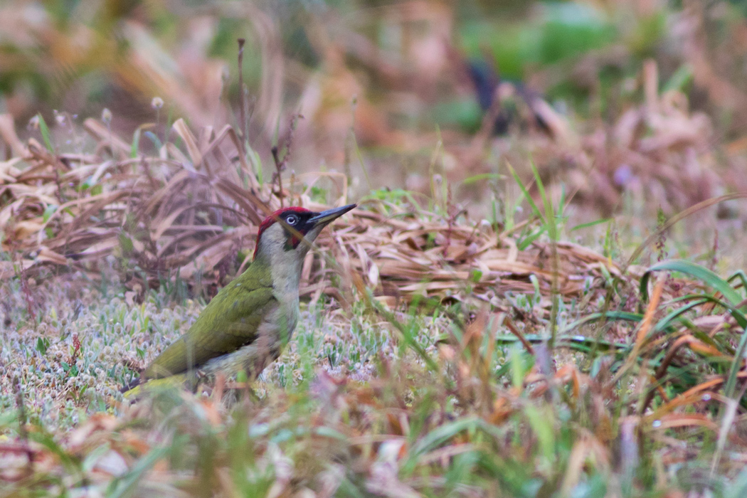 European Green Woodpecker