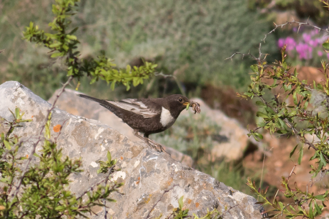Boğmaklı Ardıç