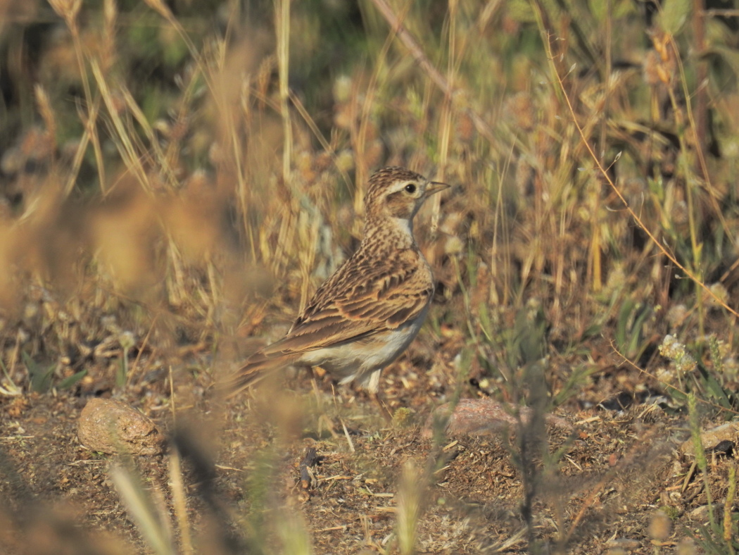 Bozkır Toygarı