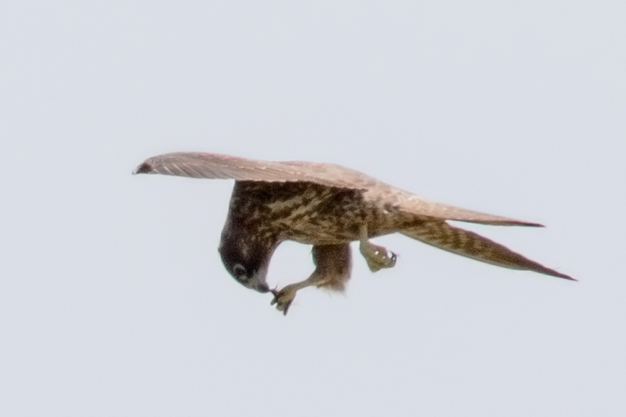 Ada Doğanı