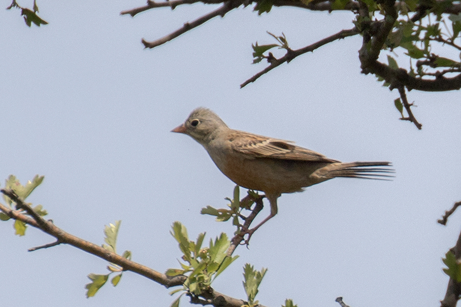 Ortolan Bunting
