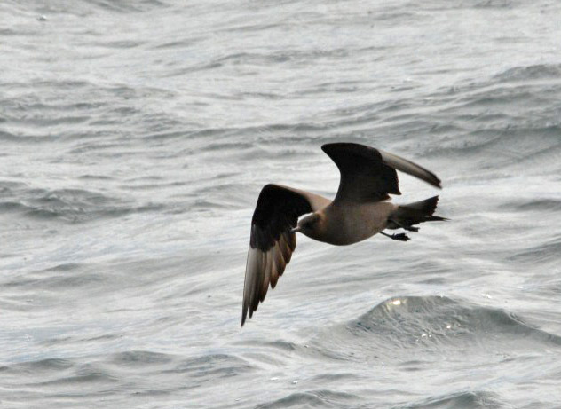 Parasitic Jaeger