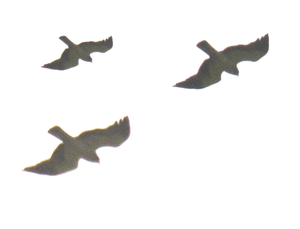 Küçük Kartal