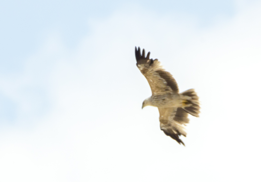 Eastern Imperial Eagle