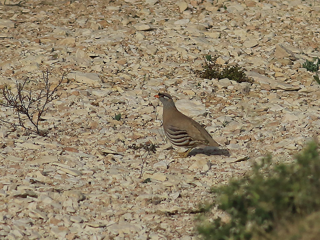 See-see Partridge