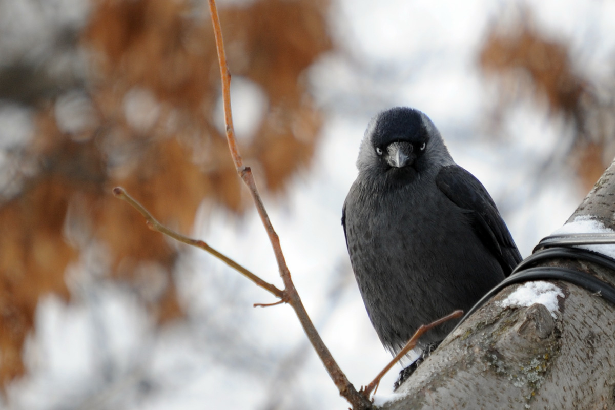 Western Jackdaw
