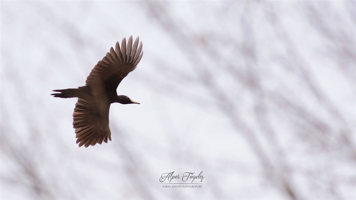 Black Woodpecker