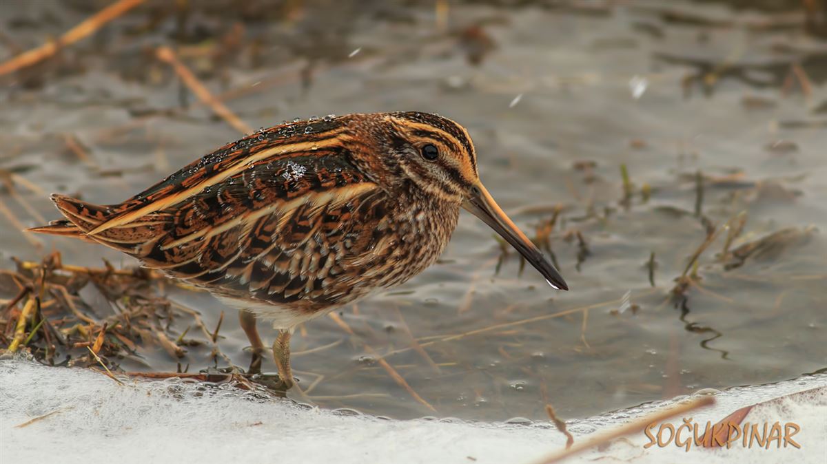 Jack Snipe