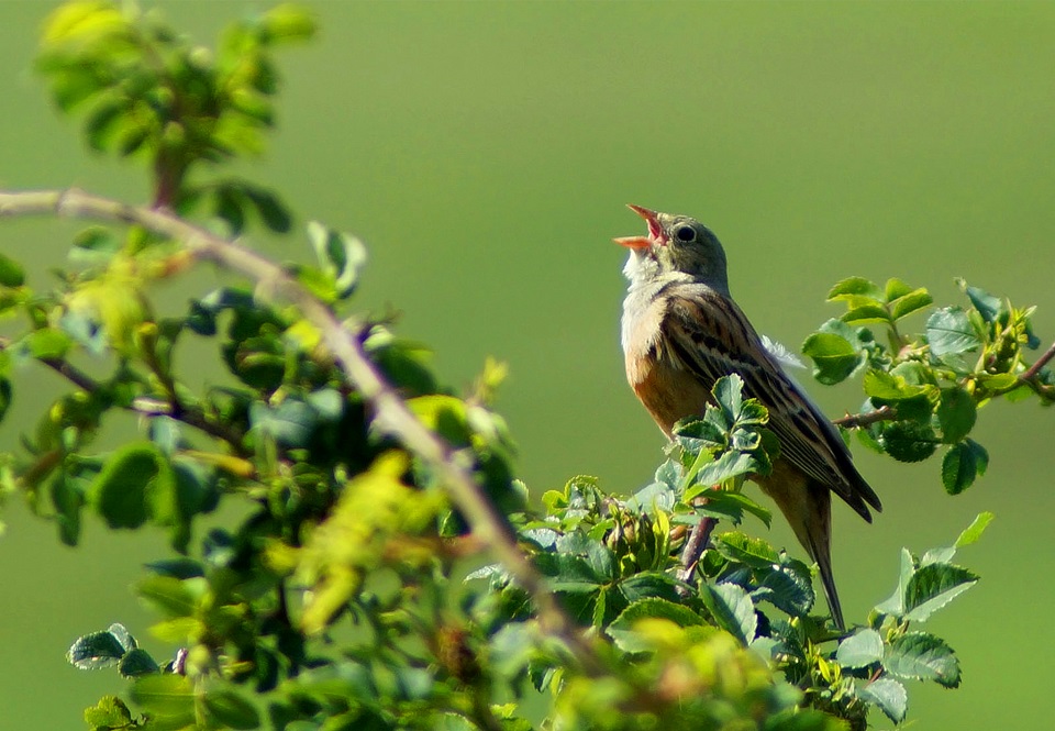 Ortolan Bunting