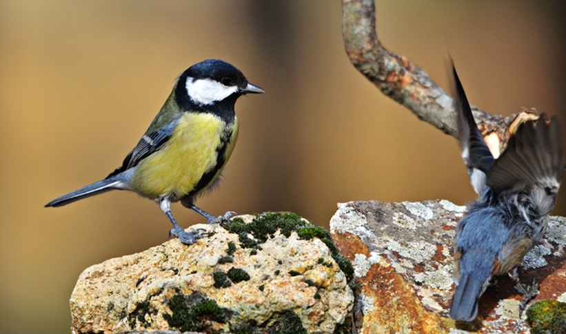 Great Tit