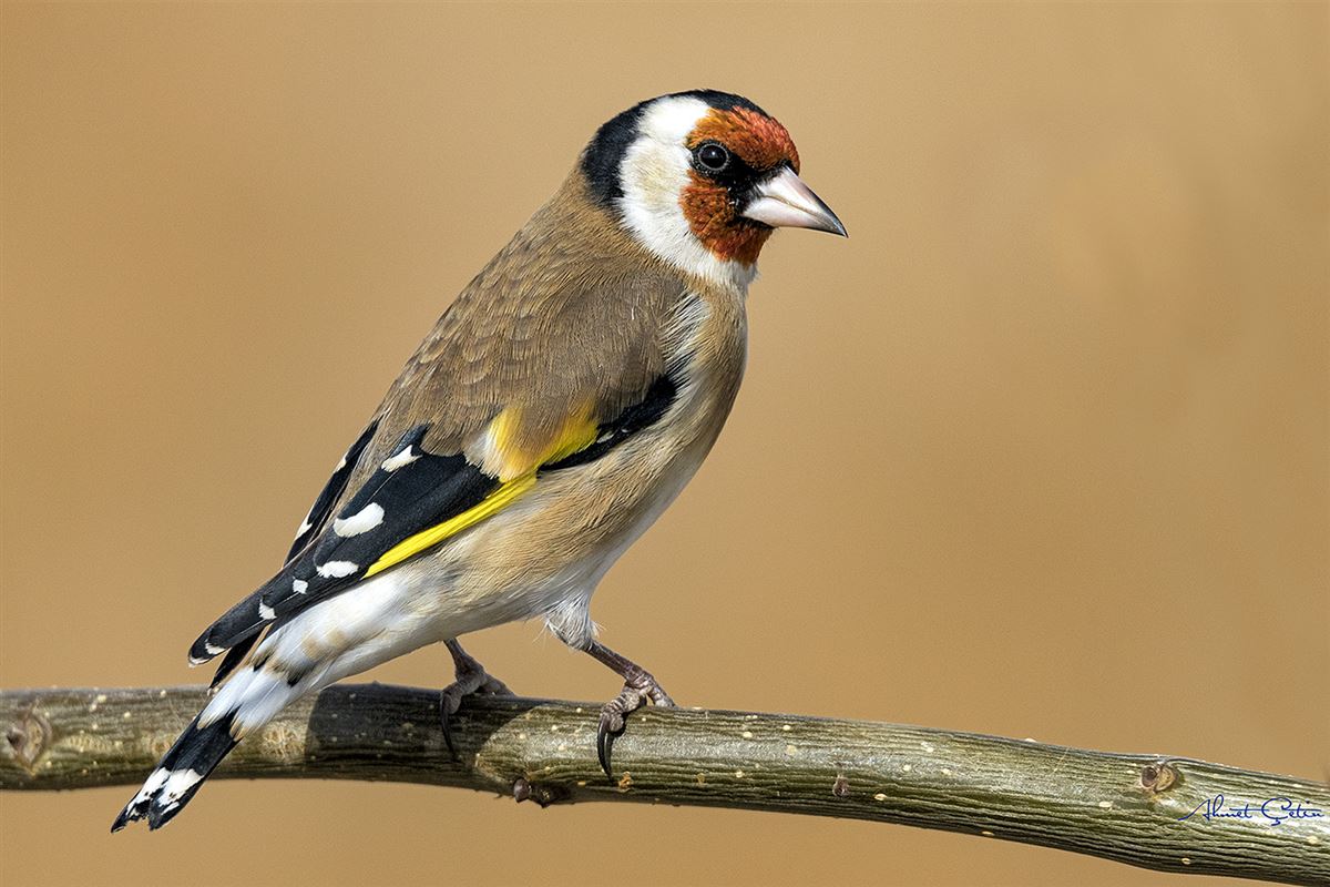 European Goldfinch