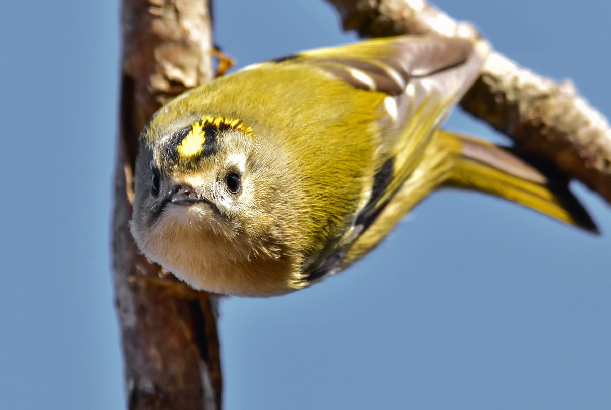 Goldcrest