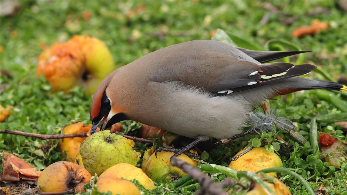 Bohemian Waxwing