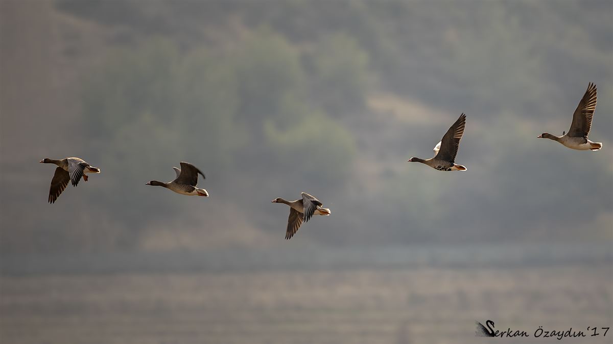 Lesser White-fronted Goose