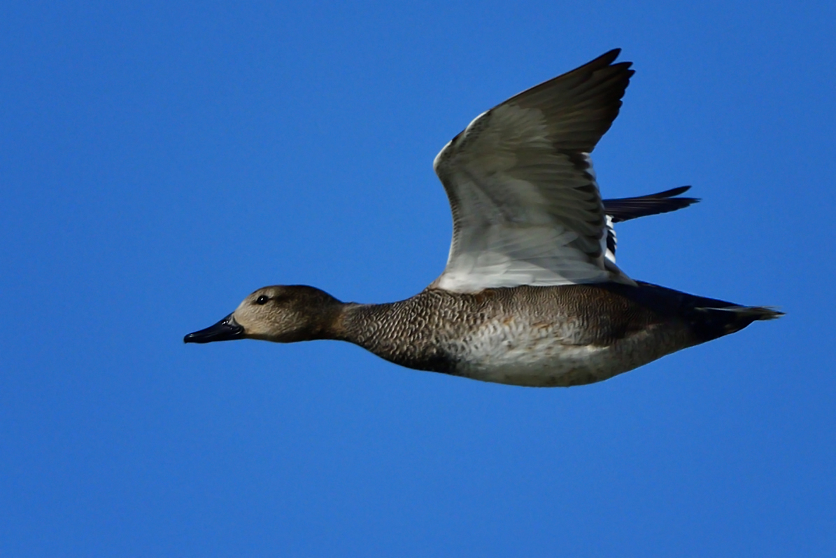 Gadwall