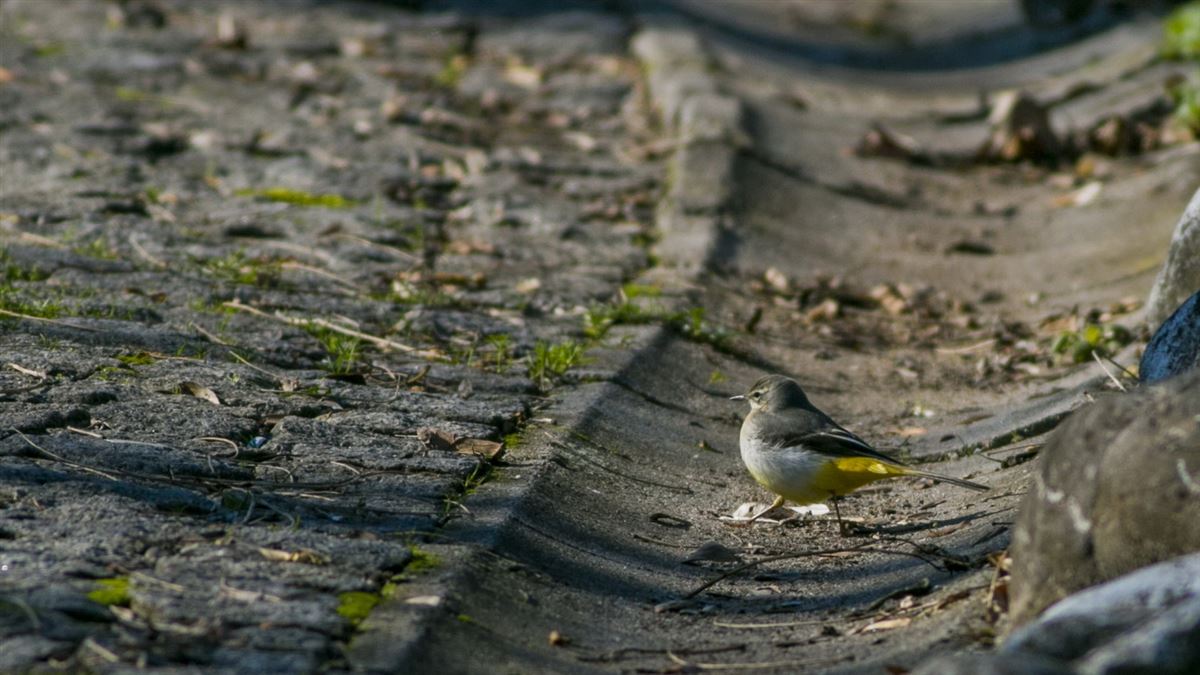 Grey Wagtail