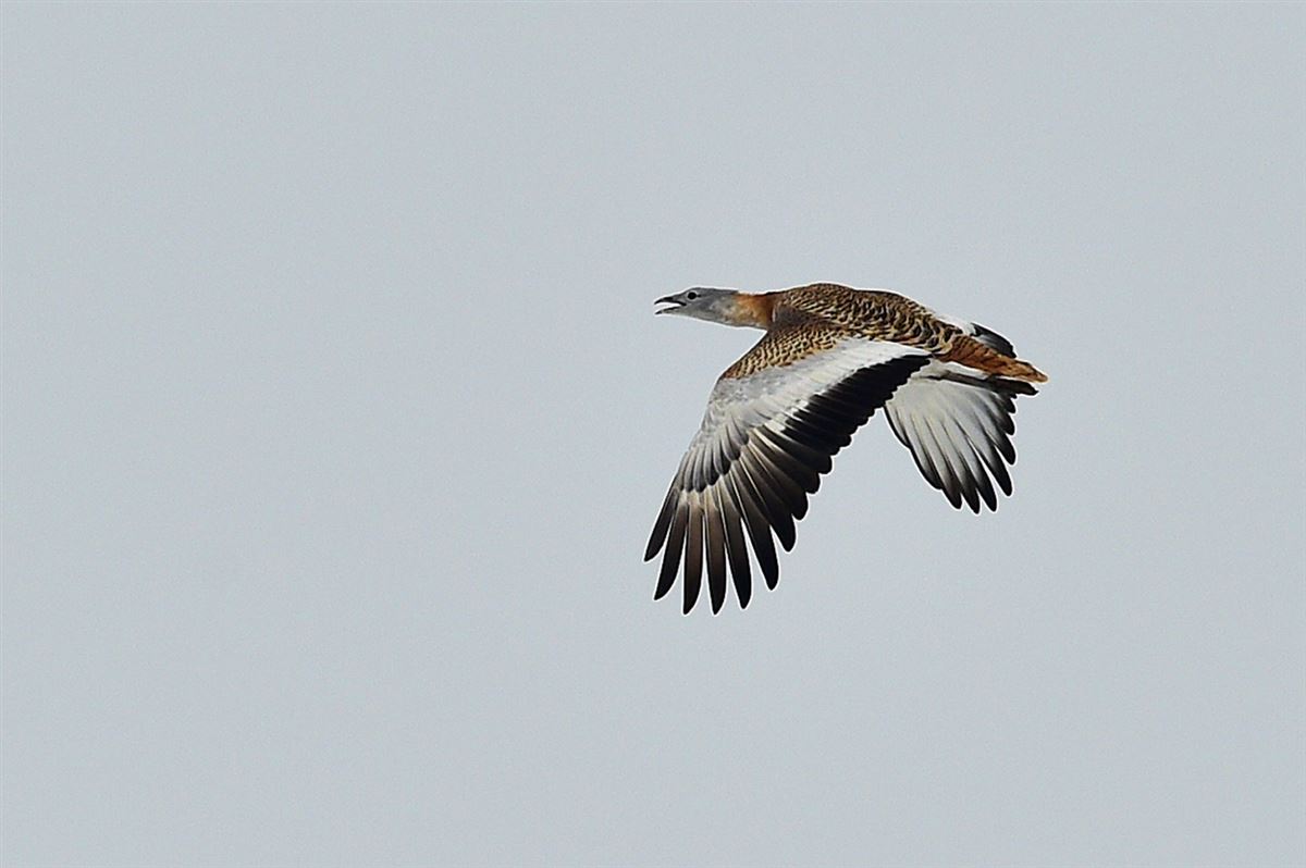 Great Bustard