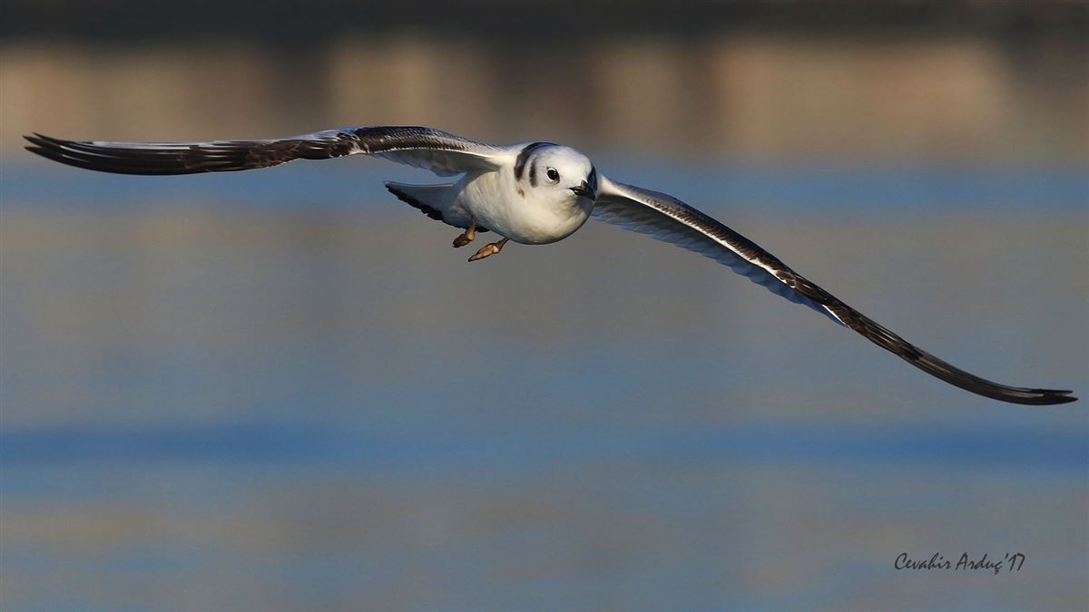 Black-legged Kittiwake