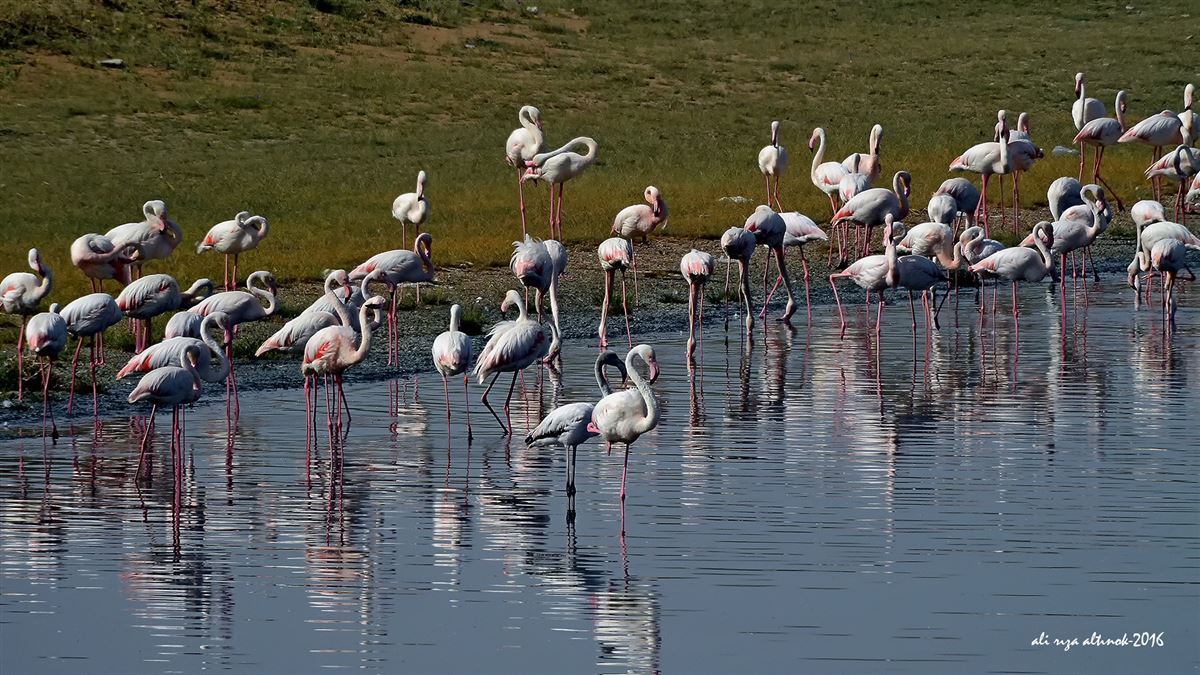 Flamingo