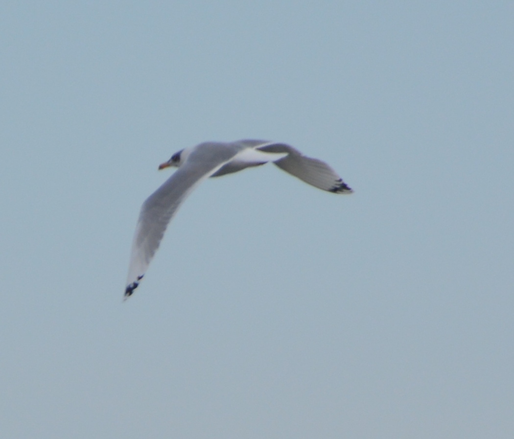 Pallas`s Gull
