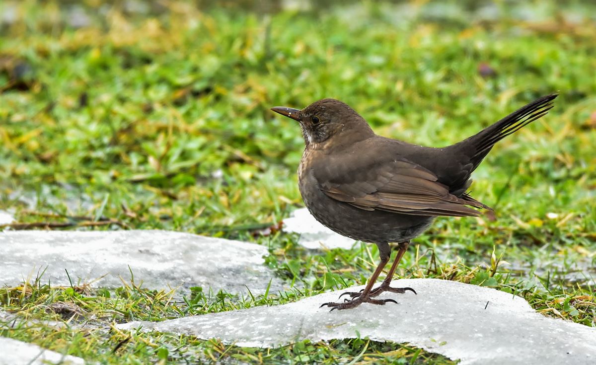 Common Blackbird