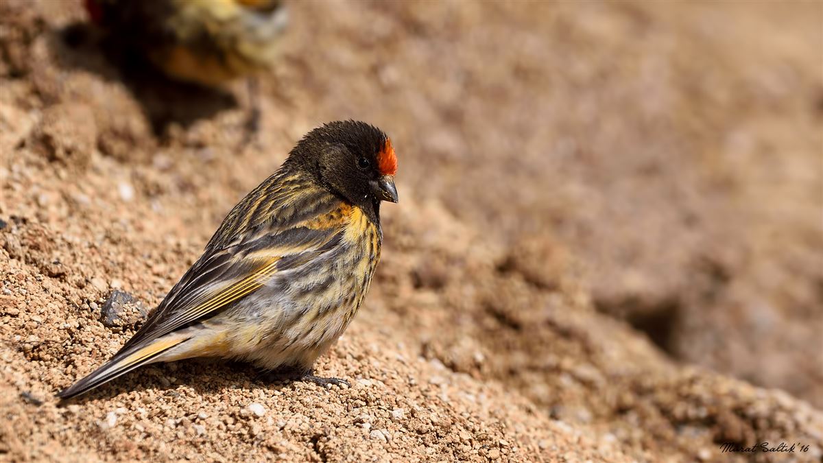 Red-fronted Serin