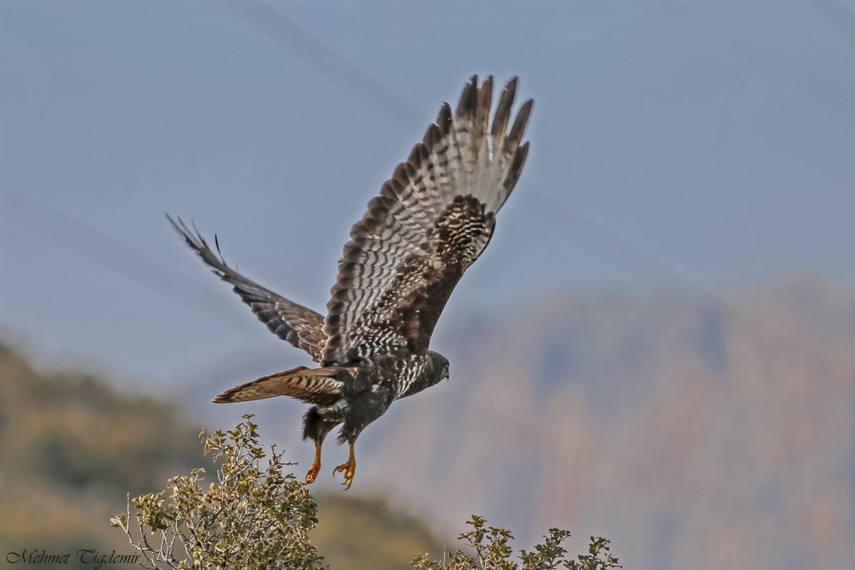 Common Buzzard