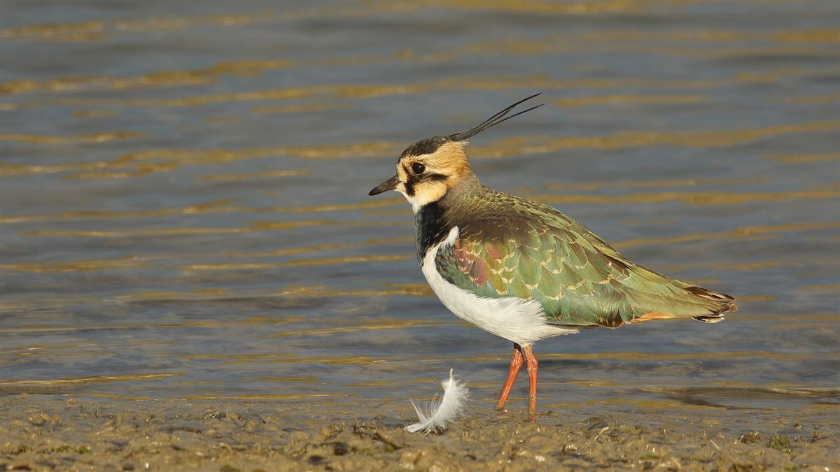Northern Lapwing