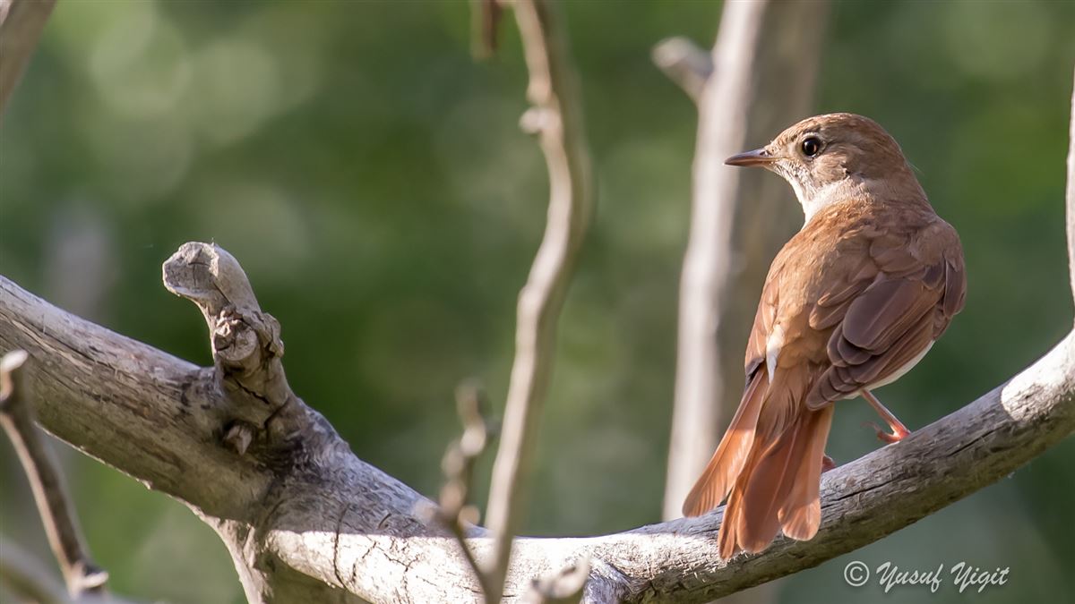 Common Nightingale