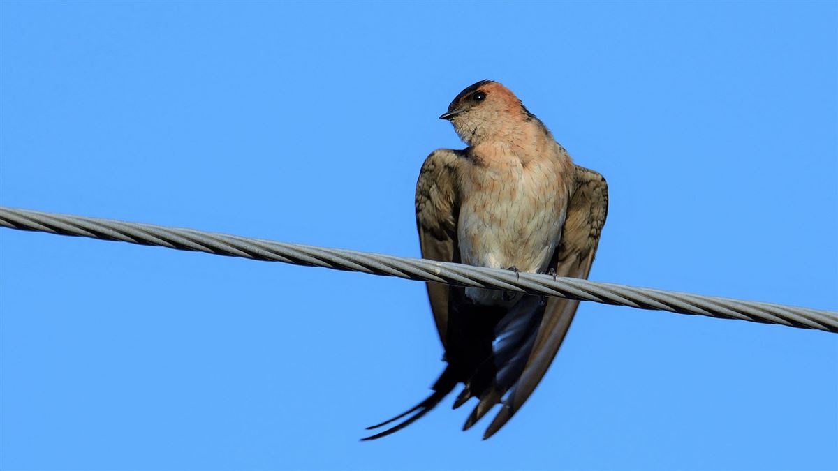 Red-rumped Swallow