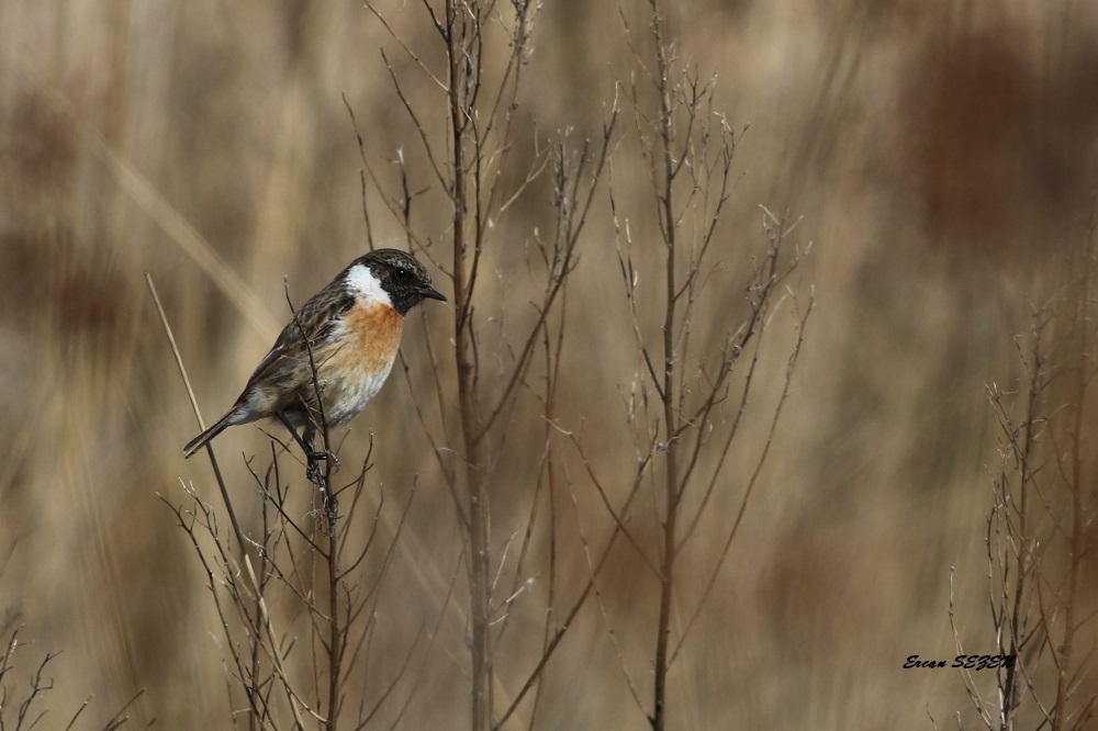 European Stonechat