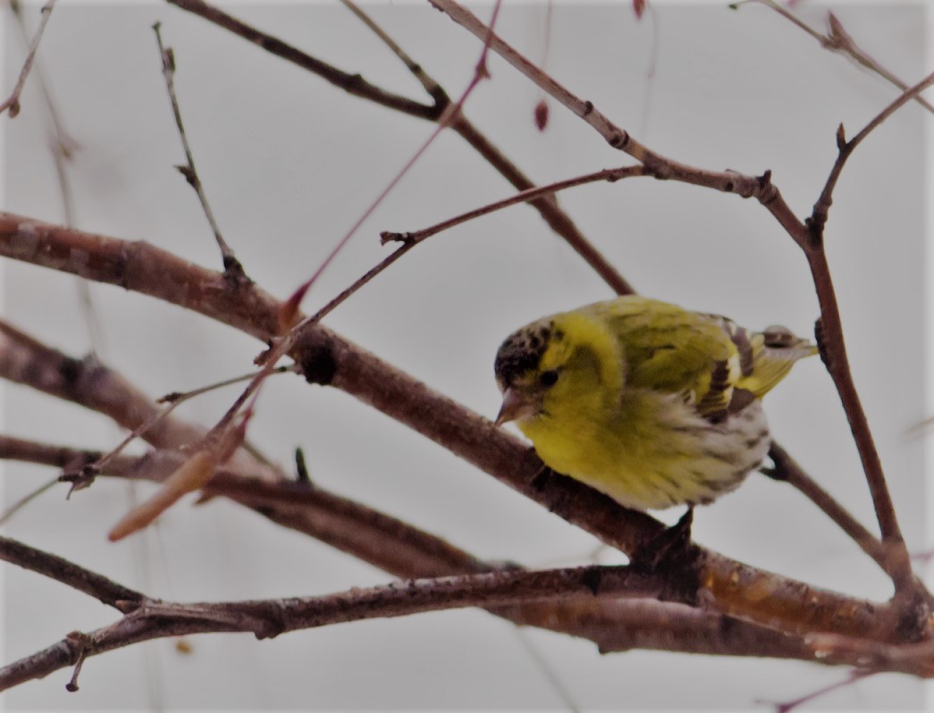 Eurasian Siskin