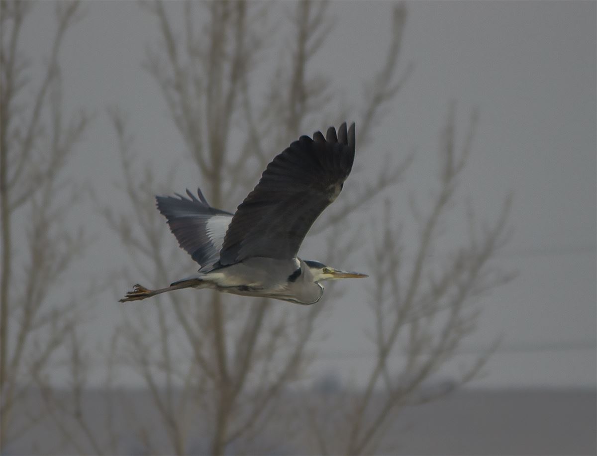 Grey Heron