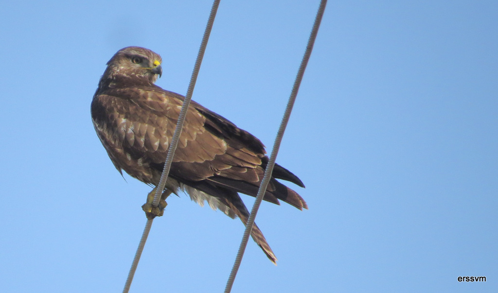 Common Buzzard