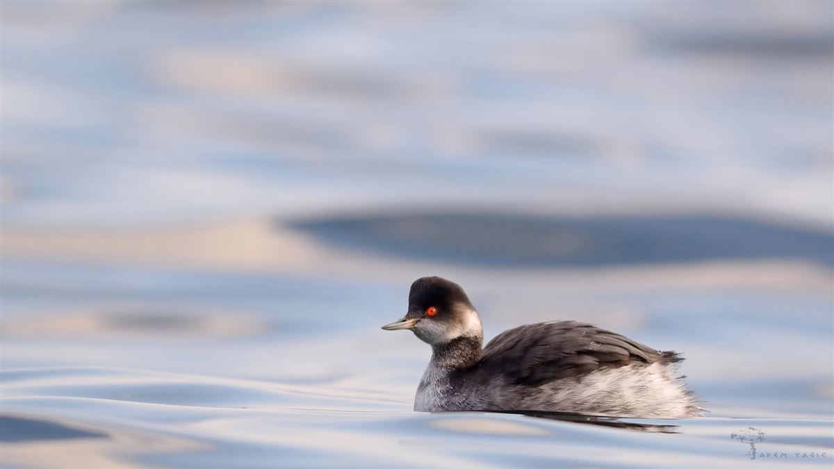 Black-necked Grebe