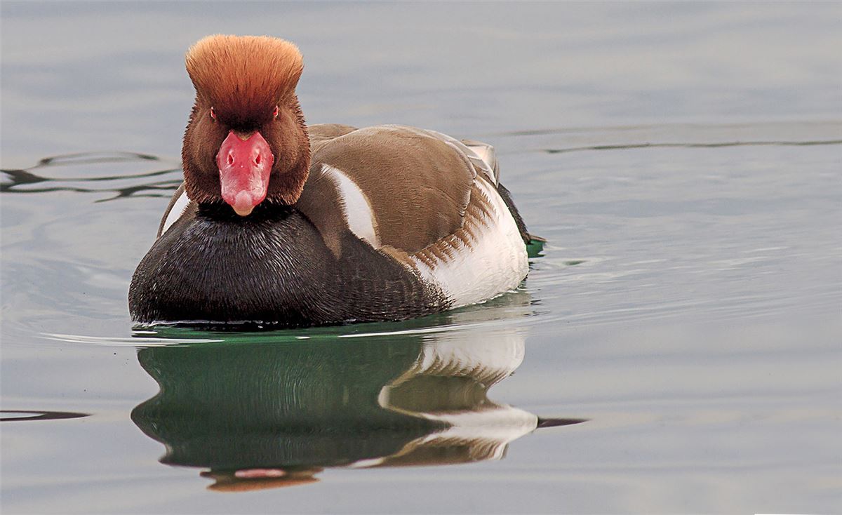 Red-crested Pochard
