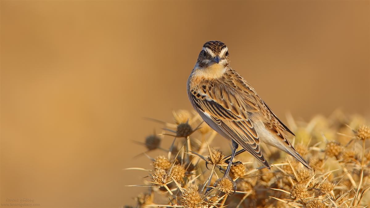 Whinchat