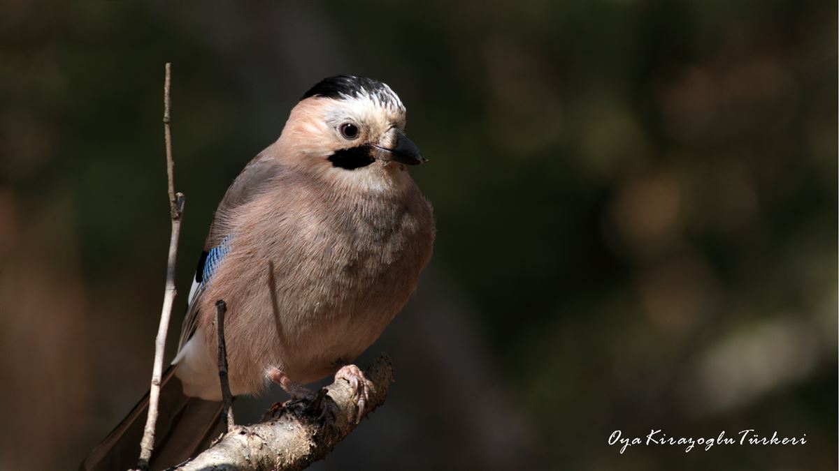 Eurasian Jay