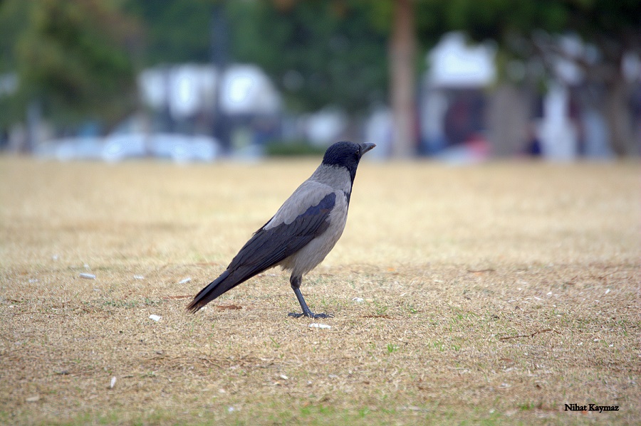 Hooded Crow