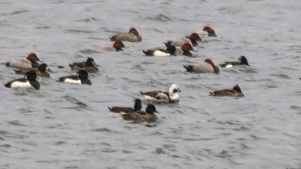 Long-tailed Duck