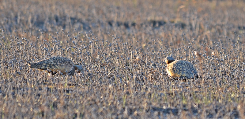 Black-bellied Sandgrouse