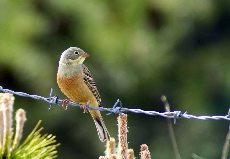 Ortolan Bunting