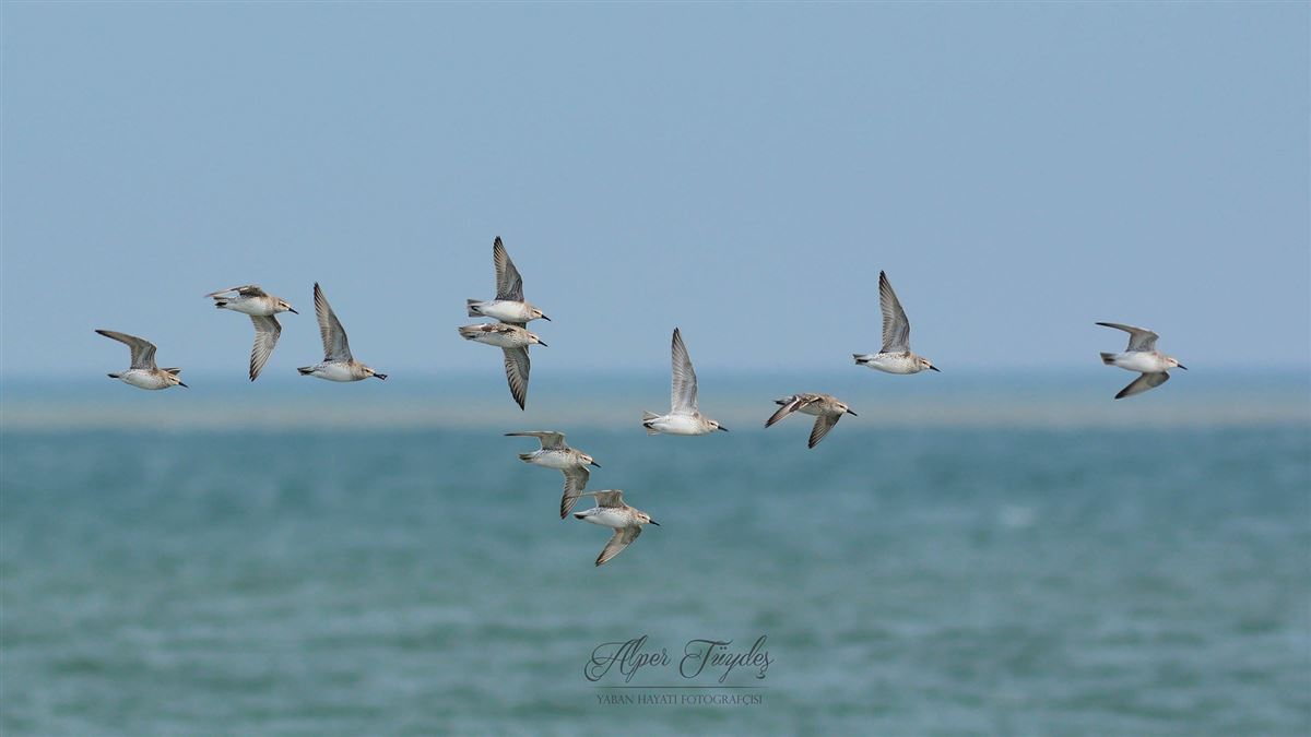 Red Knot