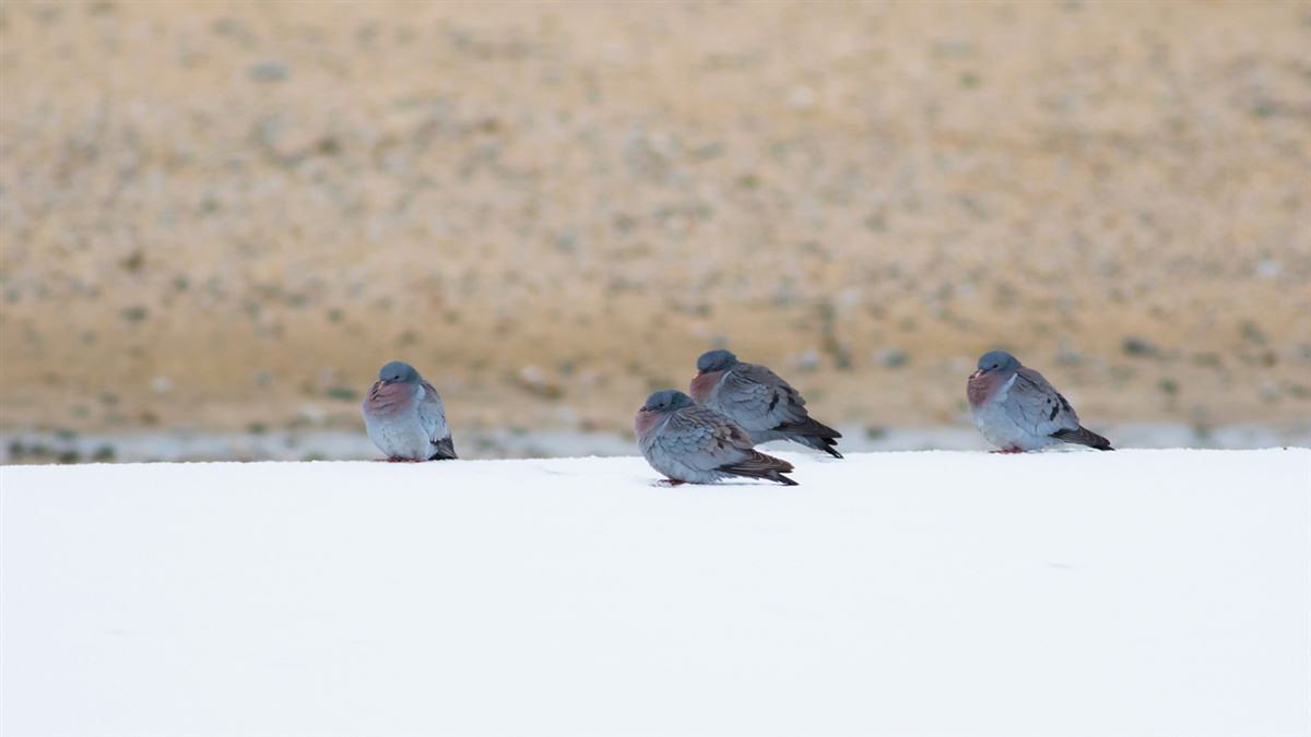 Stock Dove