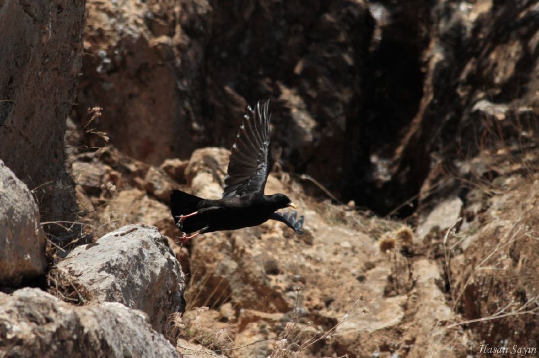 Alpine Chough