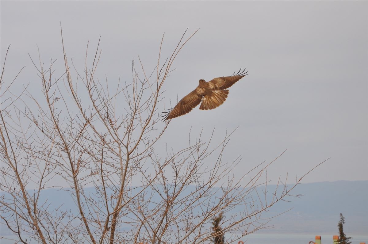 Common Buzzard