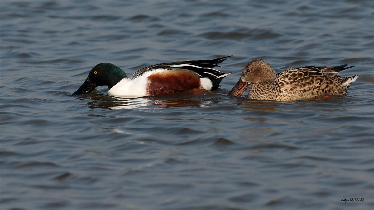 Northern Shoveler